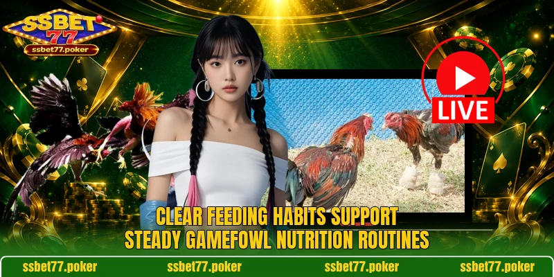 Clear feeding habits support steady Gamefowl Nutrition routines Clear feeding habits support steady Gamefowl Nutrition routines