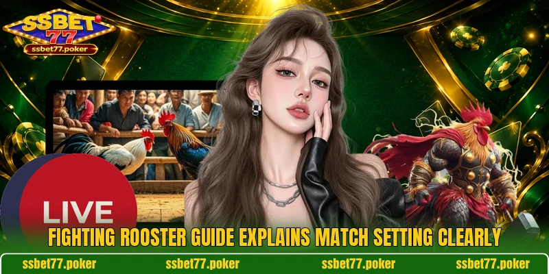 Fighting Rooster guide explains match setting clearly Fighting Rooster guide explains match setting clearly