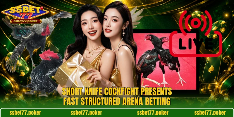 Short Knife Cockfight presents fast structured arena betting Short Knife Cockfight presents fast structured arena betting